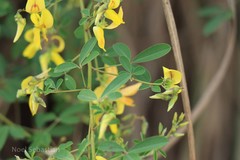 Crotalaria stipitata